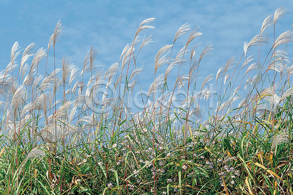 사람없음 JPG 포토 갈대(식물) 바람 식물 야외 억새 자연 주간 파란색 풀(식물) 풍경(경치) 하늘
