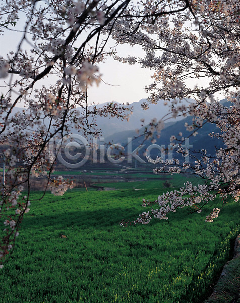 사람없음 JPG 포토 계절 꽃 벚꽃 봄 사계절 산 식물 야외 자연 주간 초원(자연) 풍경(경치)