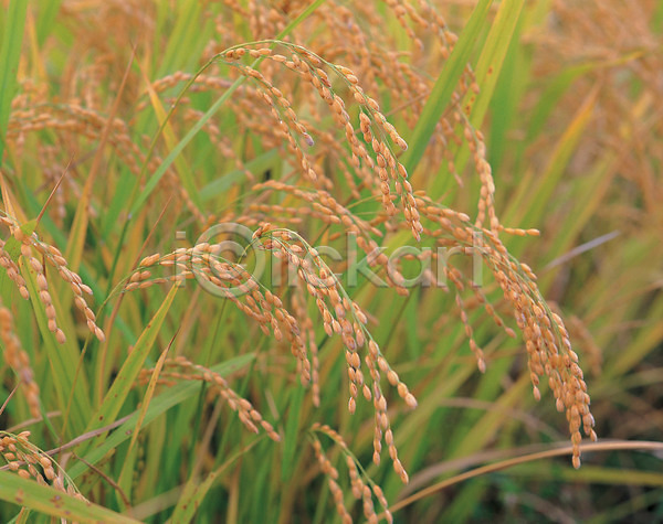 사람없음 JPG 포토 가을(계절) 계절 벼 식물 쌀 야외 이삭 자연 주간