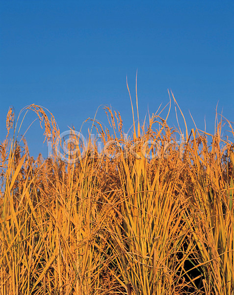 사람없음 JPG 포토 가을(계절) 계절 벼 사계절 식물 야외 이삭 자연 주간 초원(자연) 파란색 풍경(경치) 하늘 황금