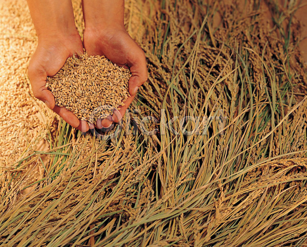 JPG 포토 가을(계절) 곡류 낟알 손 식물 식재료 쌀 야외 음식 이삭 주간 추수