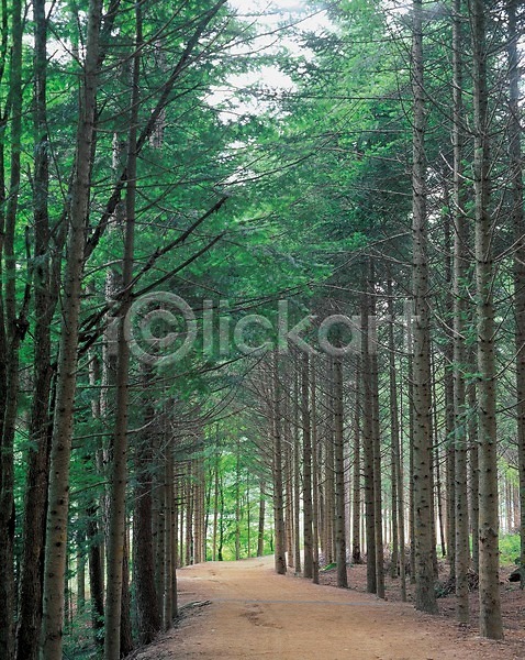 사람없음 JPG 포토 계절 길 나무 봄 사계절 산 산책로 야외 자연 주간 풍경(경치)