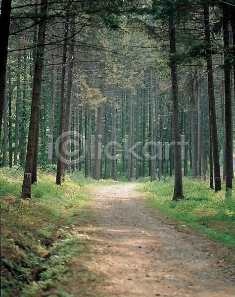 사람없음 JPG 포토 계절 길 나무 봄 사계절 산 숲 야외 오솔길 자연 주간 풍경(경치)