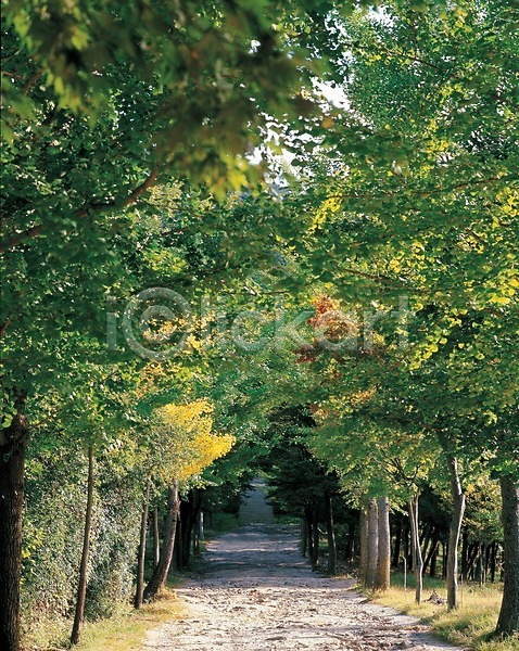 사람없음 JPG 포토 계절 길 나무 봄 사계절 산책로 숲 야외 자연 주간 풍경(경치)