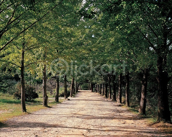 사람없음 JPG 포토 계절 길 나무 봄 사계절 산책로 야외 자연 주간 풍경(경치)