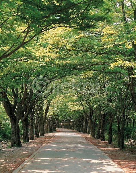 사람없음 JPG 포토 계절 공원 길 나무 봄 사계절 산책로 야외 자연 주간 풍경(경치)