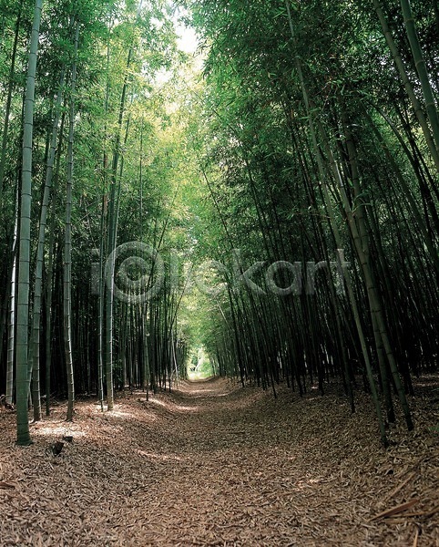 사람없음 JPG 포토 길 나무 대나무 대나무숲 산 숲길 식물 야외 오솔길 자연 주간 풍경(경치)