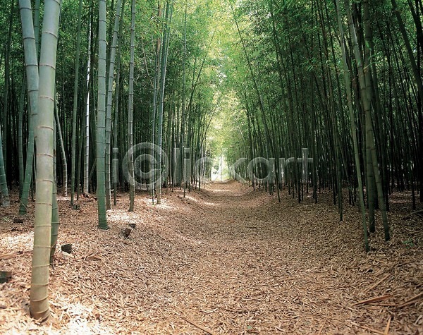 사람없음 JPG 포토 길 나무 대나무 대나무숲 숲길 식물 야외 오솔길 자연 주간 풍경(경치)