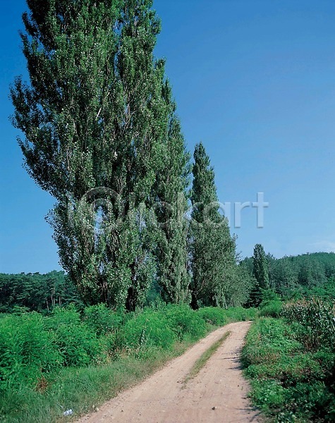 사람없음 JPG 포토 계절 길 나무 대서 사계절 야외 여름(계절) 오솔길 자연 주간 풍경(경치) 하늘