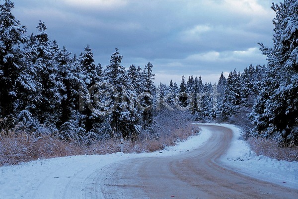 사람없음 JPG 포토 겨울 계절 길 나무 눈(날씨) 눈길 도로 사계절 설경 야외 자연 주간 커브길 풍경(경치)
