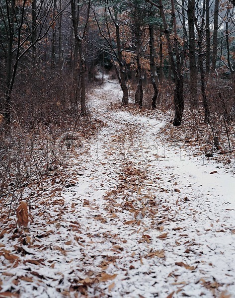 사람없음 JPG 포토 겨울 계절 길 나무 눈(날씨) 눈길 사계절 산길 야외 오솔길 자연 주간 풍경(경치)