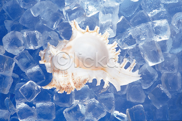 사람없음 JPG 근접촬영 포토 하이앵글 물 소라 스튜디오촬영 실내 얼음 얼음조각 자연 흰색