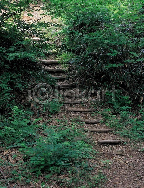 사람없음 JPG 포토 계단 길 나무 나무계단 산길 식물 야외 자연 주간 초록색 풀(식물) 풍경(경치)