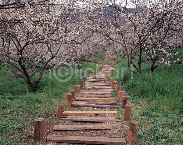 사람없음 JPG 포토 계단 길 꽃 나무계단 벚꽃 벚나무 산책로 식물 야외 자연 주간 초록색 풀(식물) 풍경(경치)