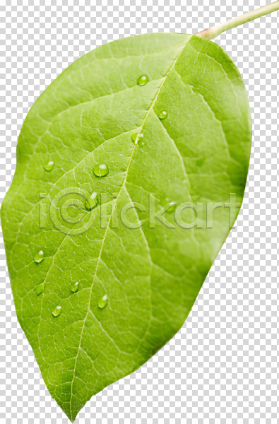 신선 사람없음 PNG 편집이미지 나뭇잎 물 물방울 식물 잎 자연 초록색 편집소스 풀(식물)