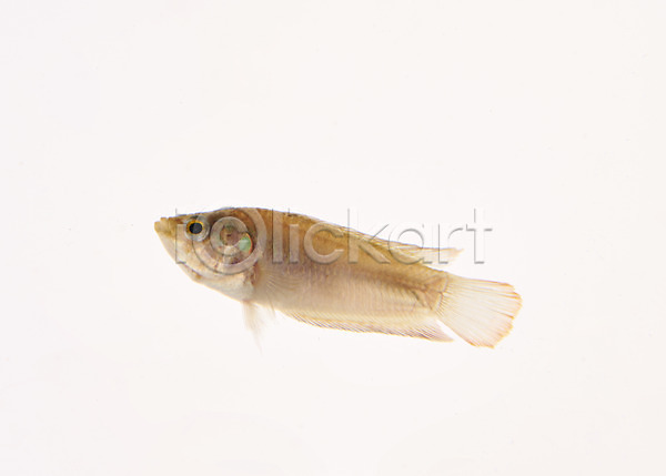 사람없음 JPG 포토 누끼 민물고기 버들붕어 스튜디오촬영 실내 어류 토종 한마리 흰배경
