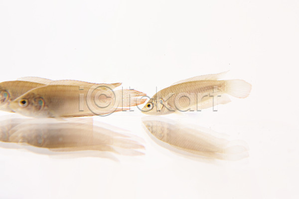사람없음 JPG 포토 누끼 민물고기 버들붕어 세마리 스튜디오촬영 실내 어류 토종 흰배경