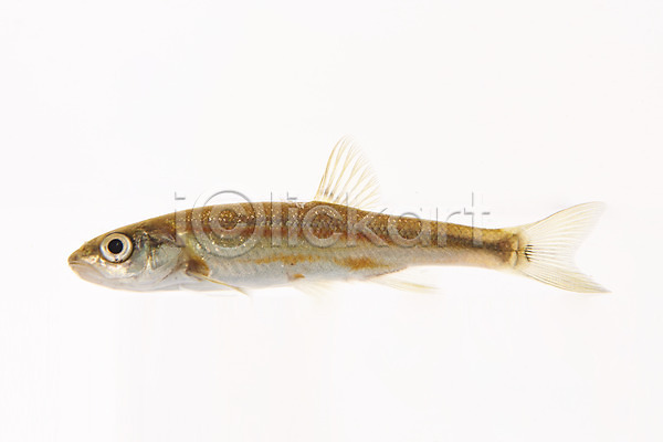 사람없음 JPG 포토 금강모치 누끼 민물고기 스튜디오촬영 실내 어류 토종 한마리 흰배경