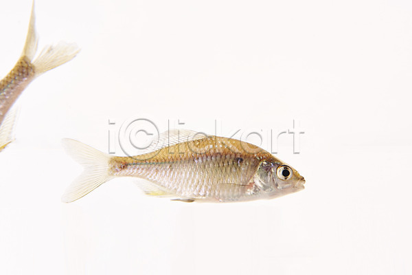사람없음 JPG 포토 누끼 두마리 민물고기 스튜디오촬영 실내 어류 큰납지리 토종 흰배경