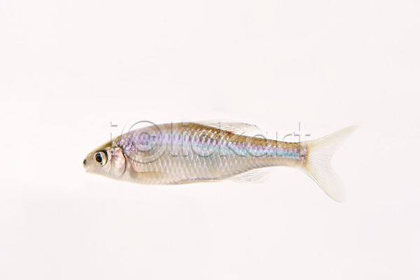 사람없음 JPG 포토 누끼 민물고기 스튜디오촬영 실내 어류 줄납자루 토종 한마리 흰배경