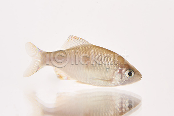 사람없음 JPG 포토 누끼 민물고기 스튜디오촬영 실내 어류 칼납자루 토종 한마리 흰배경