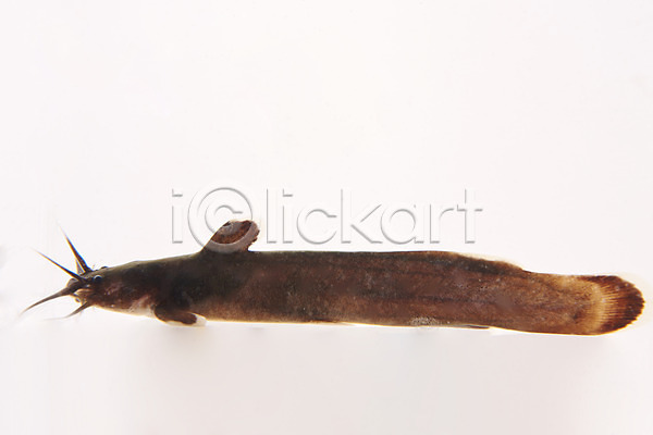 사람없음 JPG 포토 누끼 민물고기 스튜디오촬영 실내 어류 토종 퉁가리 한마리 흰배경