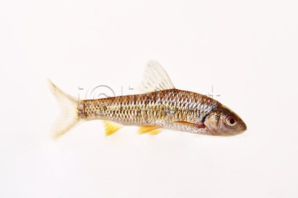 사람없음 JPG 포토 누끼 민물고기 스튜디오촬영 실내 어류 중고기 토종 한마리 흰배경