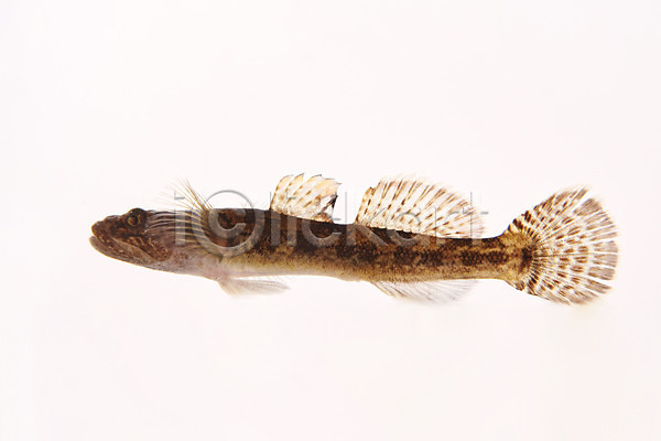사람없음 JPG 포토 꾹저구 누끼 민물고기 스튜디오촬영 실내 어류 토종 한마리 흰배경