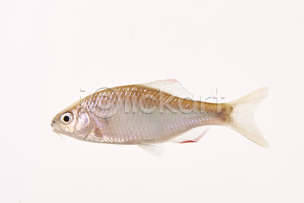 사람없음 JPG 포토 납자루 누끼 민물고기 스튜디오촬영 실내 어류 토종 한마리 흰배경