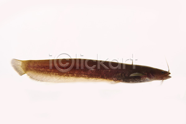 사람없음 JPG 포토 누끼 미유기 민물고기 스튜디오촬영 실내 어류 토종 한마리 흰배경