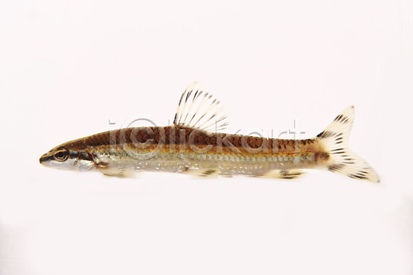 사람없음 JPG 포토 누끼 민물고기 스튜디오촬영 실내 어류 토종 한마리 흰배경