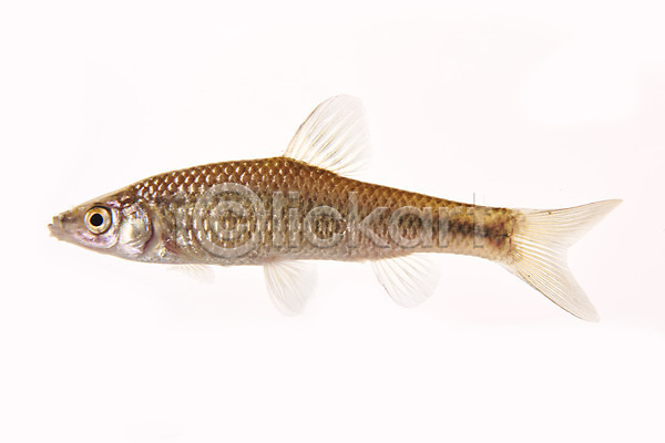 사람없음 JPG 포토 누끼 민물고기 스튜디오촬영 실내 어류 참붕어 토종 한마리 흰배경