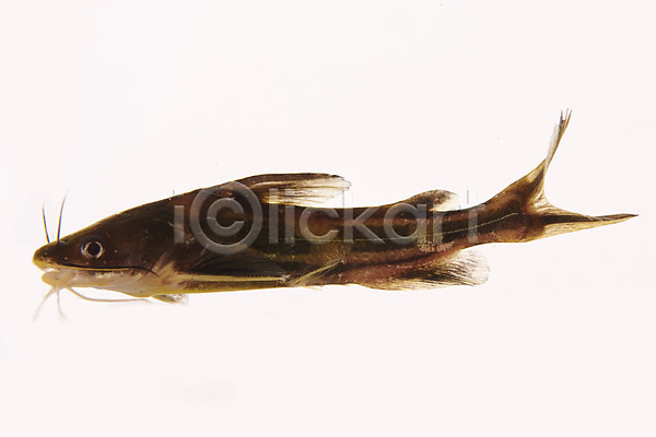 사람없음 JPG 포토 누끼 동자개 민물고기 스튜디오촬영 실내 어류 토종 한마리 흰배경