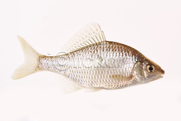 사람없음 JPG 포토 납지리 누끼 민물고기 스튜디오촬영 실내 어류 토종 한마리 흰배경