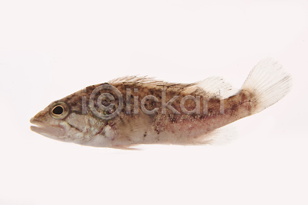 사람없음 JPG 포토 꺽지 누끼 민물고기 스튜디오촬영 실내 어류 토종 한마리 흰배경