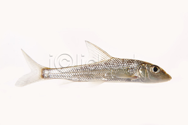 사람없음 JPG 포토 누끼 민물고기 스튜디오촬영 실내 어류 은어 토종 한마리 흰배경