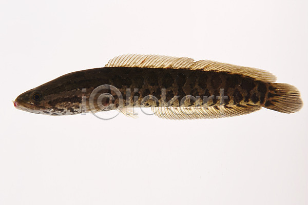 사람없음 JPG 포토 가물치 누끼 민물고기 스튜디오촬영 실내 어류 토종 한마리 흰배경