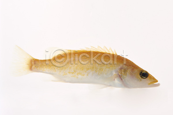 사람없음 JPG 포토 누끼 민물고기 스튜디오촬영 실내 어류 토종 한마리 황쏘가리 흰배경