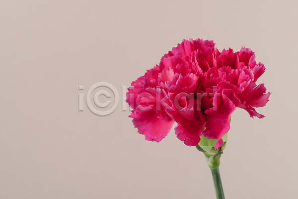 신선 사람없음 JPG 포토 꽃 누끼 백그라운드 분홍색배경 스튜디오촬영 실내 오브젝트 카네이션