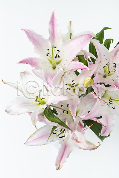 신선 사람없음 JPG 포토 하이앵글 꽃 백그라운드 백합(꽃) 스튜디오촬영 실내 오브젝트 플랫레이 흰배경