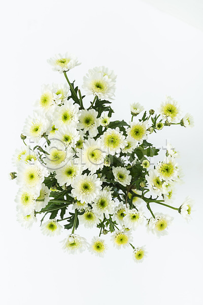 신선 사람없음 JPG 포토 하이앵글 국화 꽃 누끼 백그라운드 스튜디오촬영 실내 오브젝트 플랫레이 흰배경