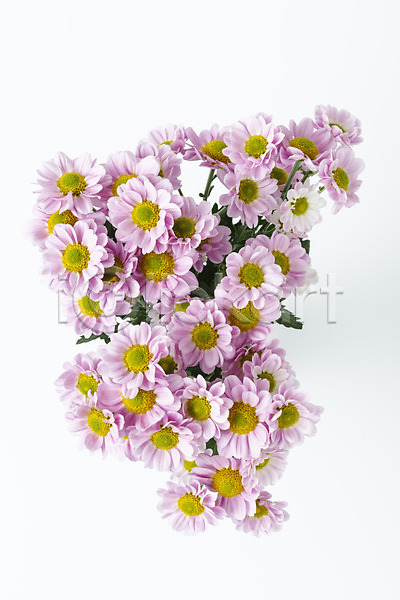 신선 사람없음 JPG 포토 하이앵글 꽃 누끼 마거리트 백그라운드 스튜디오촬영 실내 오브젝트 플랫레이 흰배경