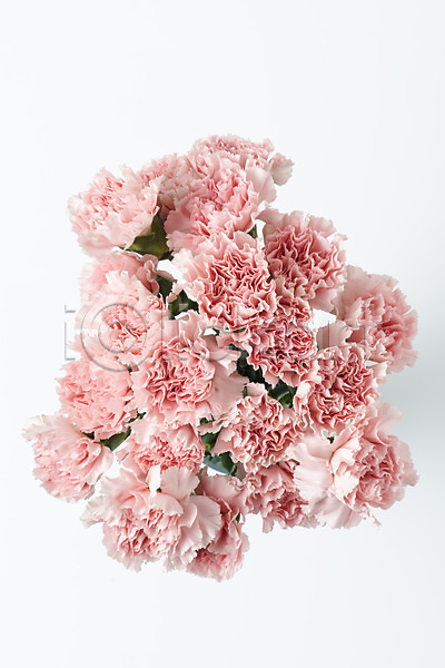신선 사람없음 JPG 포토 하이앵글 꽃 누끼 백그라운드 스튜디오촬영 실내 오브젝트 카네이션 플랫레이 흰배경