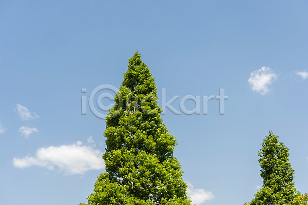 사람없음 JPG 로우앵글 포토 구름(자연) 나무 맑음 야외 여수 자연 주간 풍경(경치) 하늘 한국