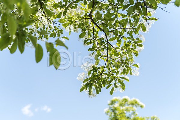 사람없음 JPG 로우앵글 포토 구름(자연) 나무 나뭇잎 맑음 야외 여수 주간 풍경(경치) 하늘 한국