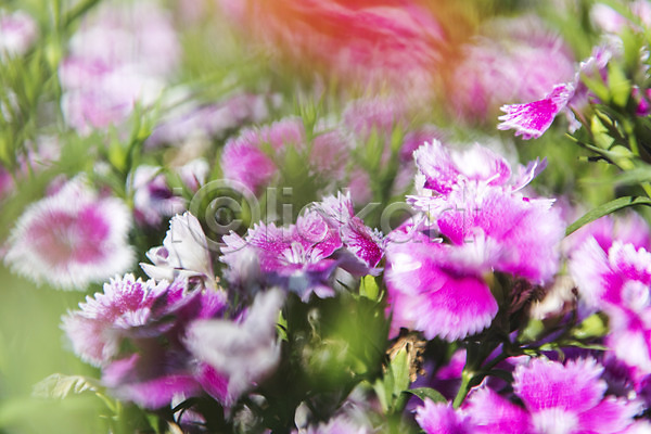 사람없음 JPG 아웃포커스 포토 꽃밭 들꽃 맑음 야외 여수 자연 주간 풍경(경치) 한국