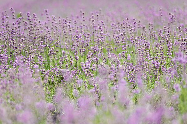 사람없음 JPG 소프트포커스 아웃포커스 포토 꽃밭 라벤더 야외 전라북도 정읍 주간