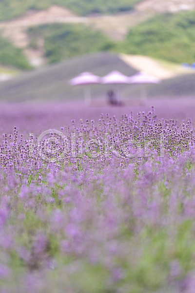 사람없음 JPG 소프트포커스 아웃포커스 포토 꽃밭 라벤더 야외 전라북도 정읍 주간