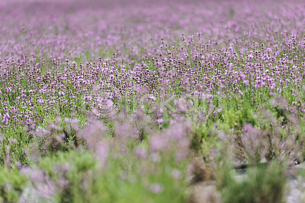 사람없음 JPG 소프트포커스 포토 꽃밭 라벤더 야외 전라북도 정읍 주간