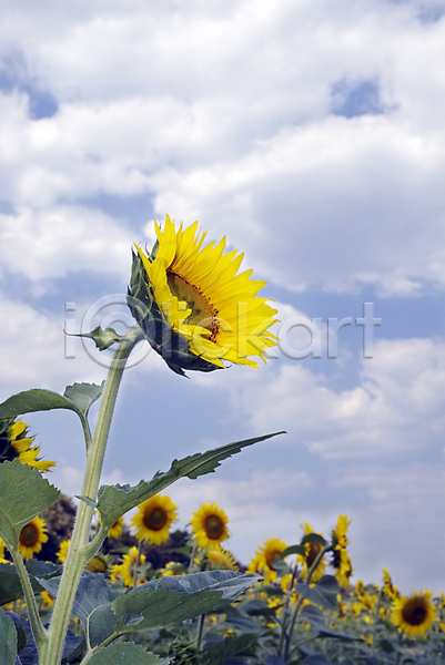 사람없음 JPG 포토 해외이미지 구름(자연) 꽃밭 날씨 야외 여름(계절) 주간 풍경(경치) 하늘 해바라기